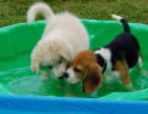 03__Making_friends_in_the_pool