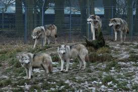 wolves captive