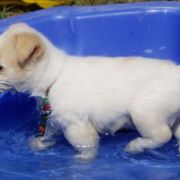 at sunday puppy school 11