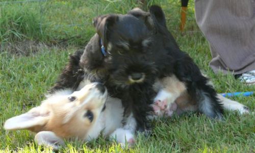 at sunday puppy school 12