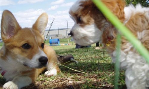 at sunday puppy school 13