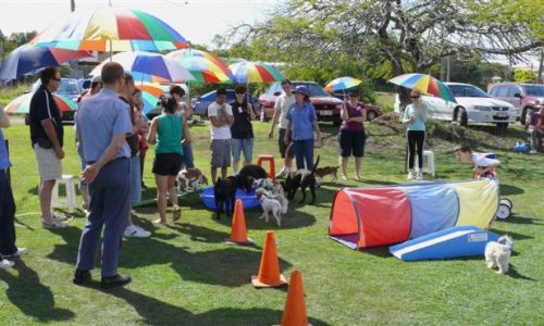 at sunday puppy school 35