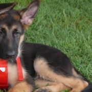 at sunday puppy school 25