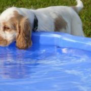 at sunday puppy school 08