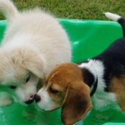 01 Puppy school 14th March 04 088 - Copy - Copy