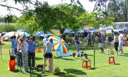 at sunday puppy school 31