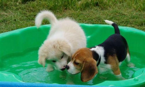 at sunday puppy school 06