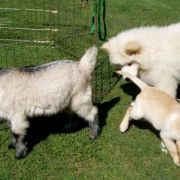 at sunday puppy school 16