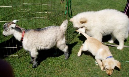 at sunday puppy school 16