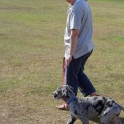 at sunday puppy school 29