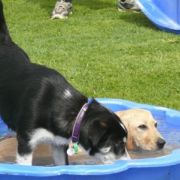 at sunday puppy school 14